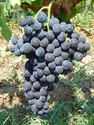 Aglianico