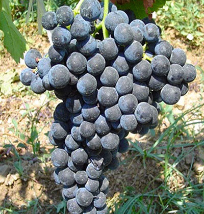 Aglianico