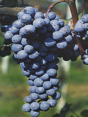 Cabernet Franc