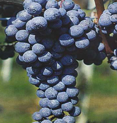 Cabernet Franc