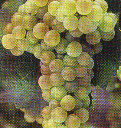 Chardonnay I-ISMA 130