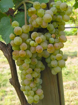 Fiano