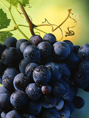 Aglianico Standard