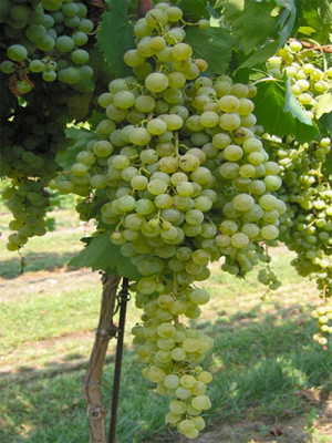 Malvasia