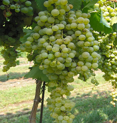 Malvasia