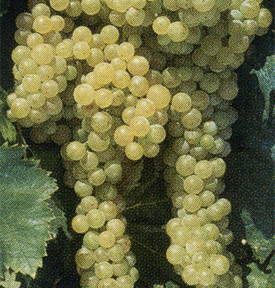 Malvasia Toscana I-CENAIA 2