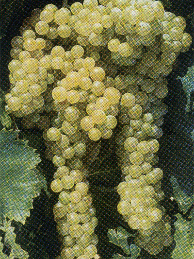 Malvasia Toscana I-CENAIA 2