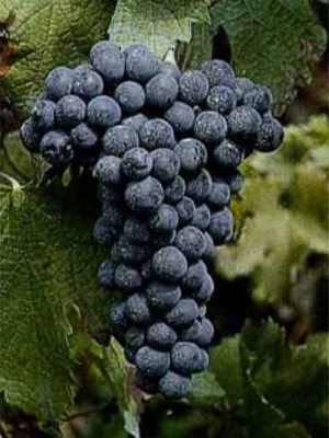 Merlot ISVFV4