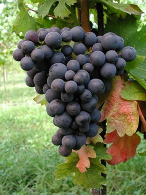 Montepulciano