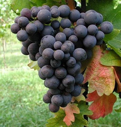 Montepulciano