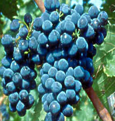 Sangiovese CDO-6