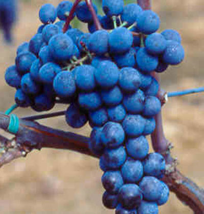 Sangiovese AGRI-3