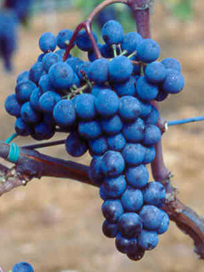 Sangiovese AGRI-3