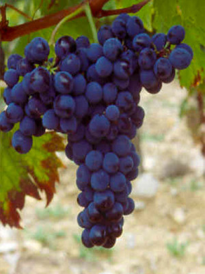 Sangiovese AGRI-45