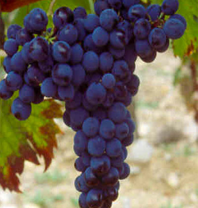 Sangiovese AGRI-45