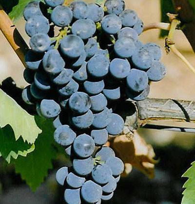 Sangiovese AGRI-6