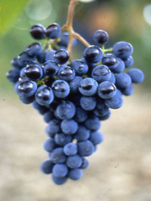 Sangiovese BBS11