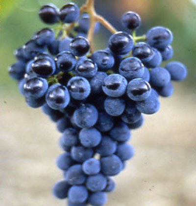 Sangiovese BBS11