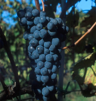 Sangiovese FUTURO 1
