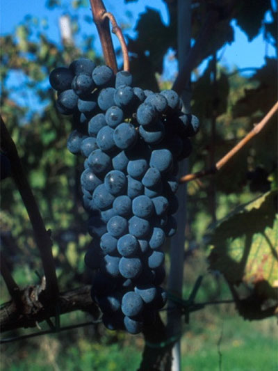 Sangiovese FUTURO 1