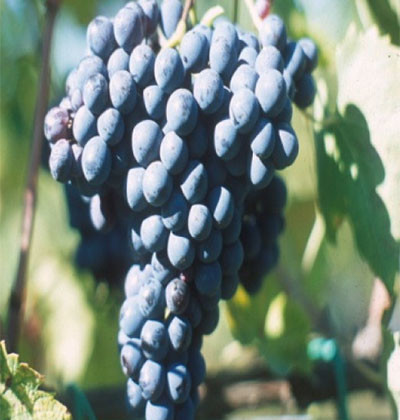 Sangiovese FUTURO 2