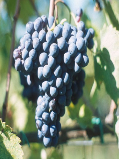 Sangiovese FUTURO 2