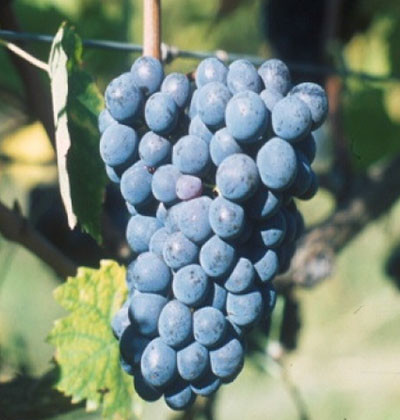 Sangiovese FUTURO 3