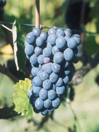 Sangiovese FUTURO 3