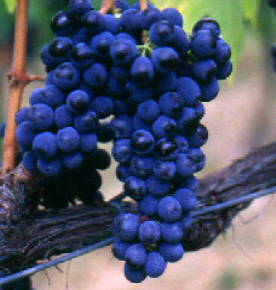 Sangiovese CCL 2000/5