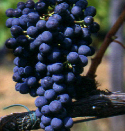 Sangiovese CCL 2000/6