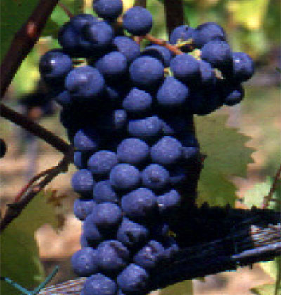 Sangiovese CCL 2000/7