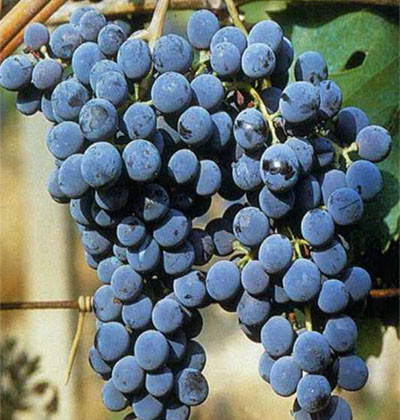 Sangiovese CH20