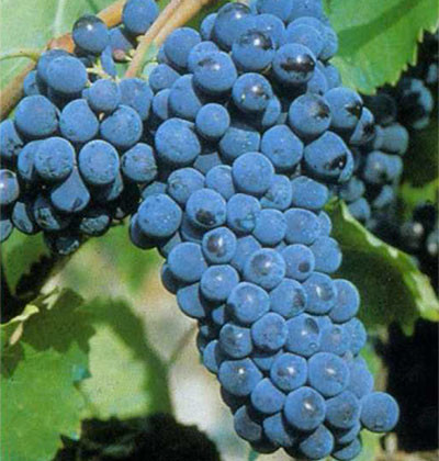 Sangiovese CH21
