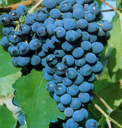 Sangiovese CH22