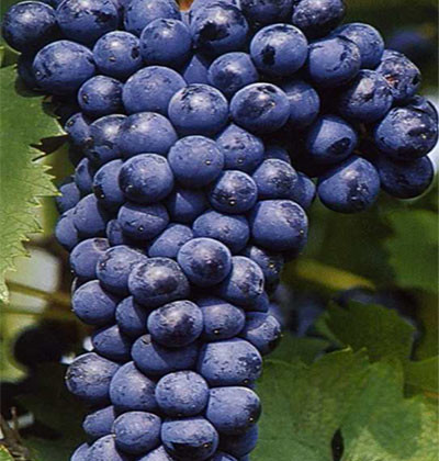 Sangiovese R24