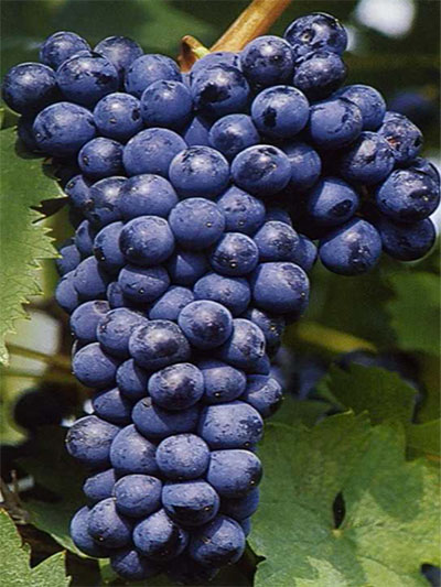 Sangiovese R24