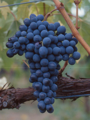 Sangiovese SA-PA 9