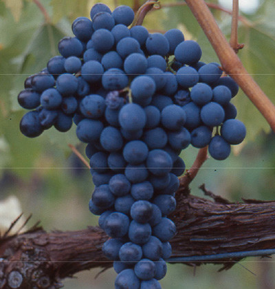 Sangiovese SA-PA 9