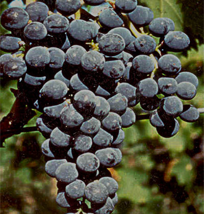 Sangiovese CDO-4