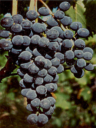 Sangiovese CDO-4