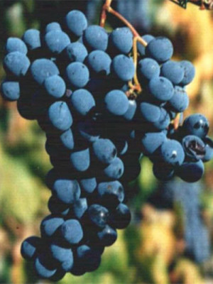 Sangiovese SG P.A.8