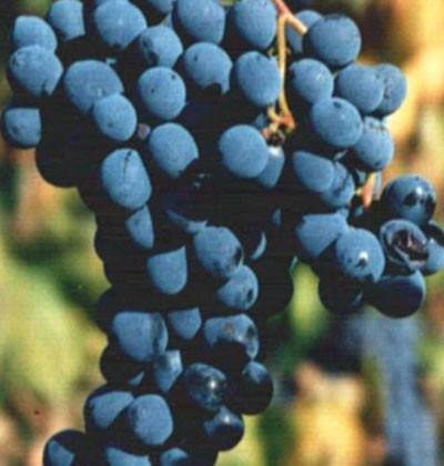 Sangiovese SG P.A.8