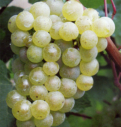 Sauvignon