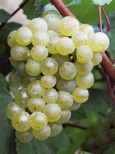 Sauvignon Blanc