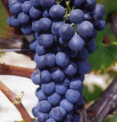 Syrah 174F