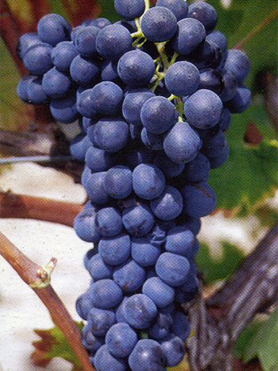 Syrah 174F