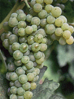 Trebbiano Toscano SL30