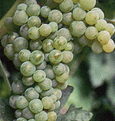 Trebbiano Toscano SL30