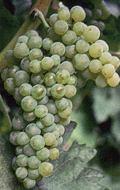 Trebbiano Toscano SL30