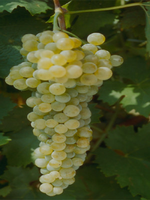 Trebbiano Toscano SL12